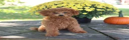 Toy Poodle dogs for sale: Oakley - Ad 3