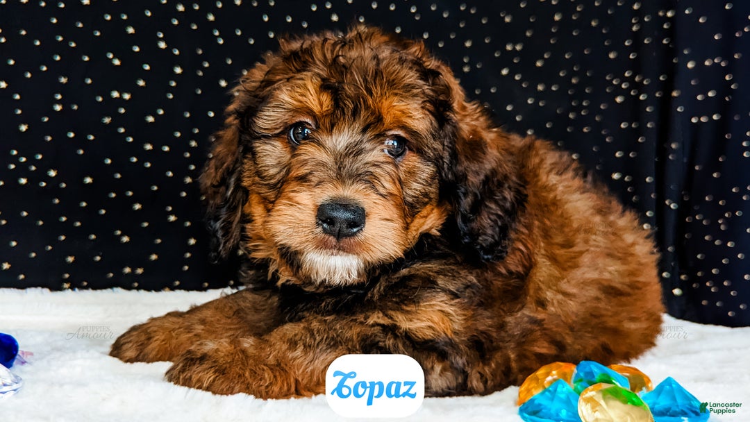 Bernedoodle dogs for sale: Topaz - Ad 5
