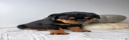 Rottweiler dogs for sale: Rottweiler 3 - Ad 12