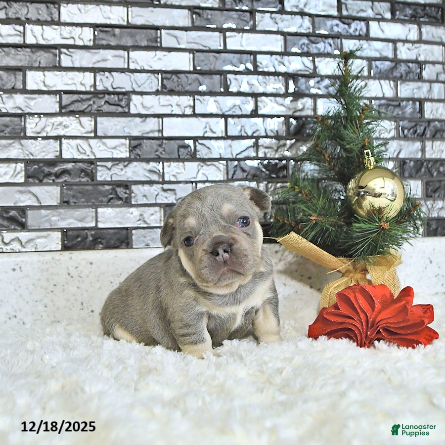 French Bulldog dogs Lance  - Ad 8
