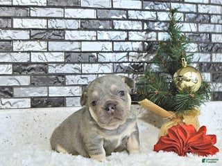 French Bulldog dogs Lance - Ad 8