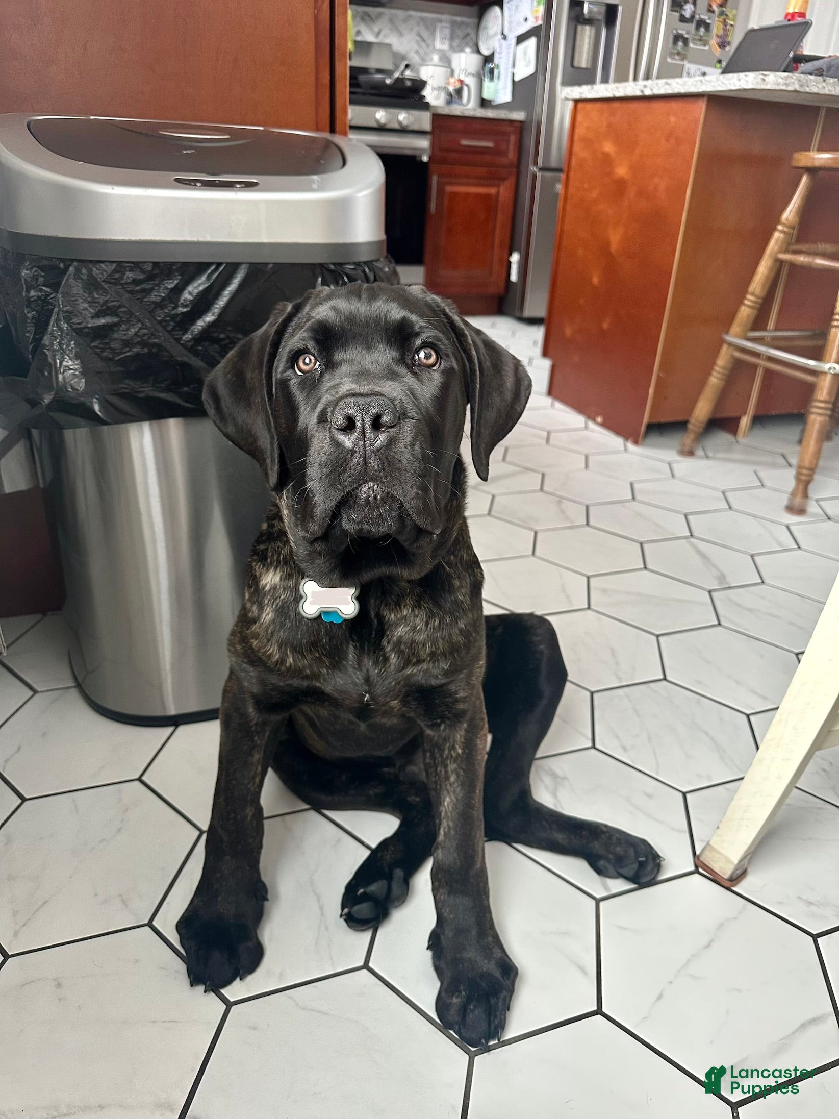 Cane Corso dogs Cane Corso Puppy 1 - Ad 1