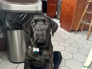 Cane Corso dogs for sale: Cane Corso Puppy 1 - Ad 2