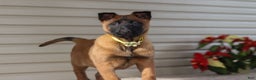 Belgian Malinois dogs for sale: Ginger - Ad 13