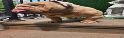 English Bulldog dogs for stud: OPEN FOR STUD - Ad 54