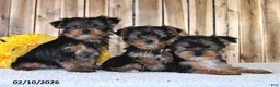 Yorkshire Terrier dogs for sale: Joey - Ad 5