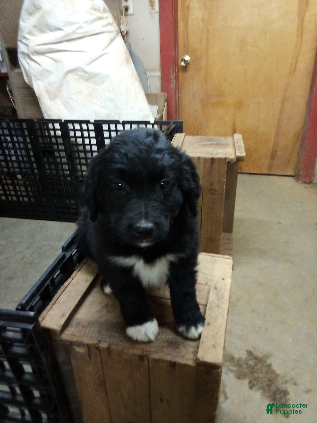 Mixed Breed dogs for sale: Cookie  - Ad 2