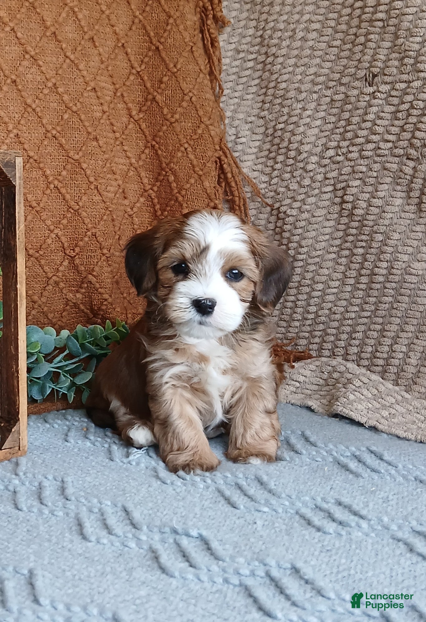 Havanese dogs Kevin  - Ad 15