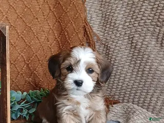 Havanese dogs Kevin - Ad 24