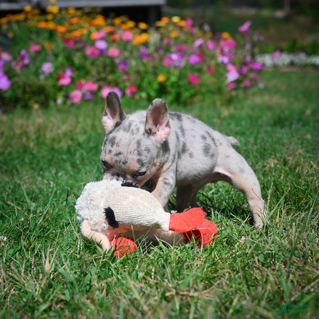 French Bulldog dogs for sale: Cooper - Ad 7