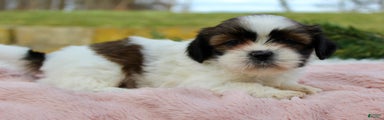 Shih Tzu Puppy 6