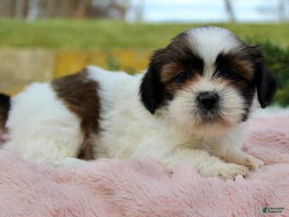 Shih Tzu dogs Shih Tzu Puppy 6 - Ad 34