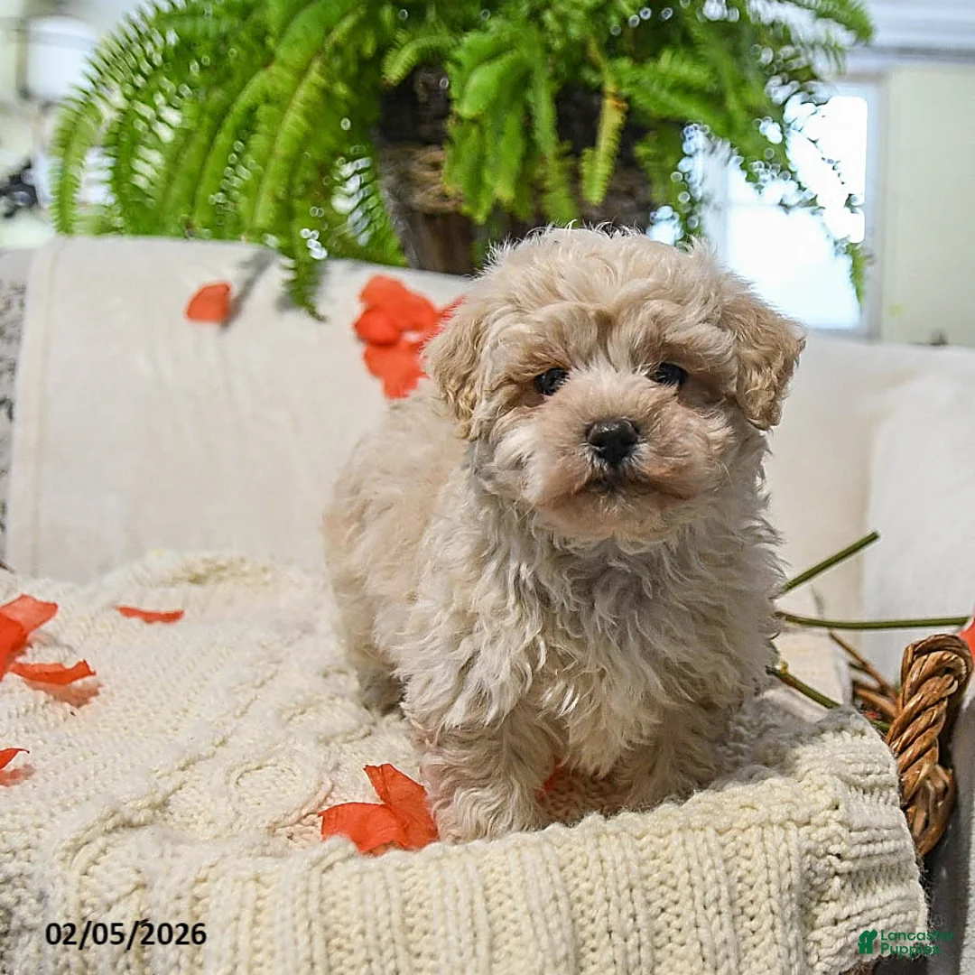 Maltipoo dogs for sale: Ann - Ad 3