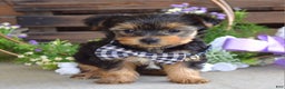Yorkshire Terrier dogs for sale: Coby - Ad 8