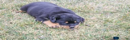 Rottweiler dogs for sale: Fern - Ad 4