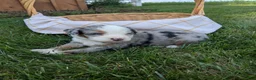 Bernedoodle dogs for sale: Sheila  - Ad 3