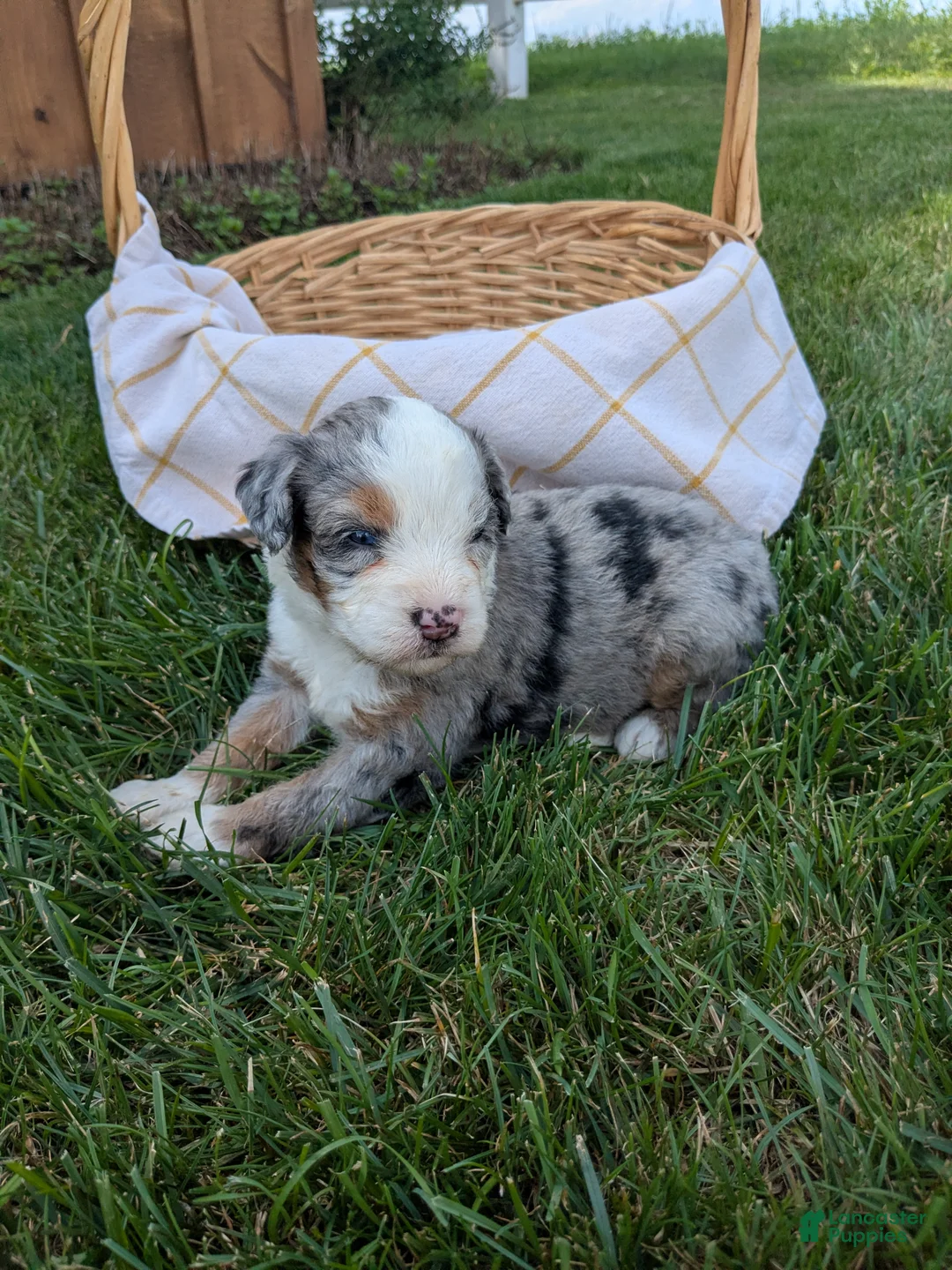 Bernedoodle dogs for sale: Sheila  - Ad 3