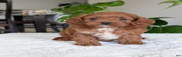 Cavapoo dogs for sale: Kody - Ad 31