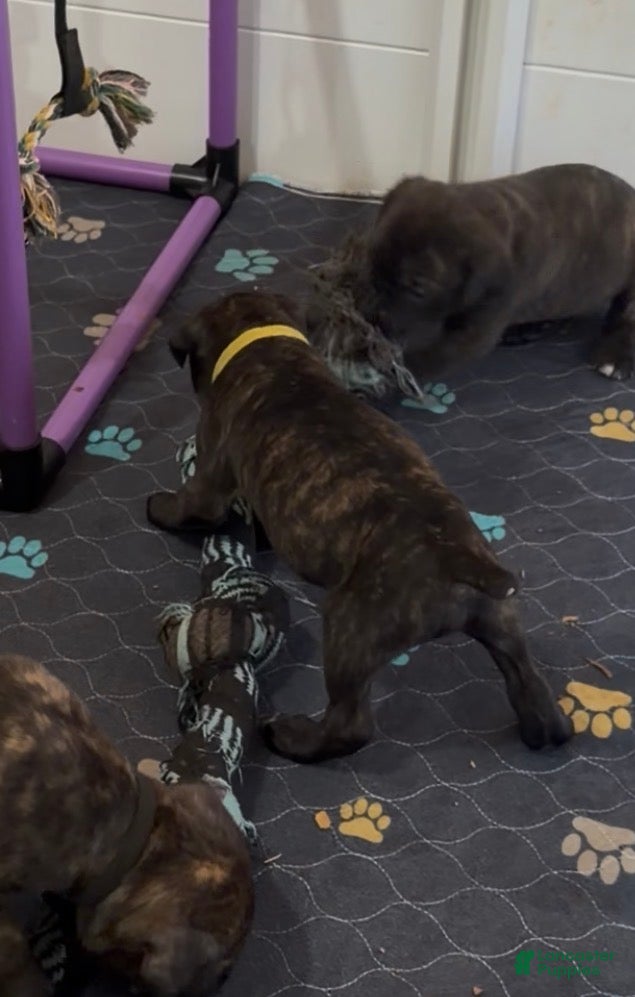 Cane Corso dogs Yellow collar - Ad 6