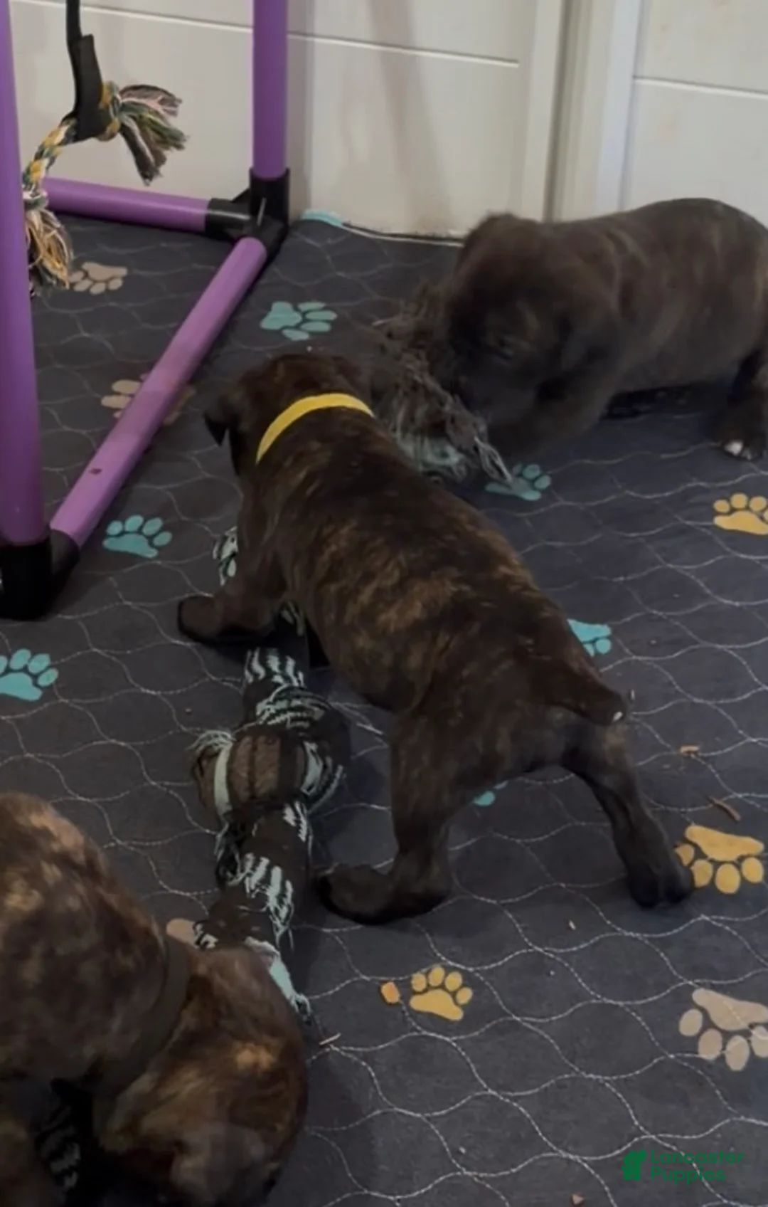 Cane Corso dogs for sale: Yellow collar - Ad 1