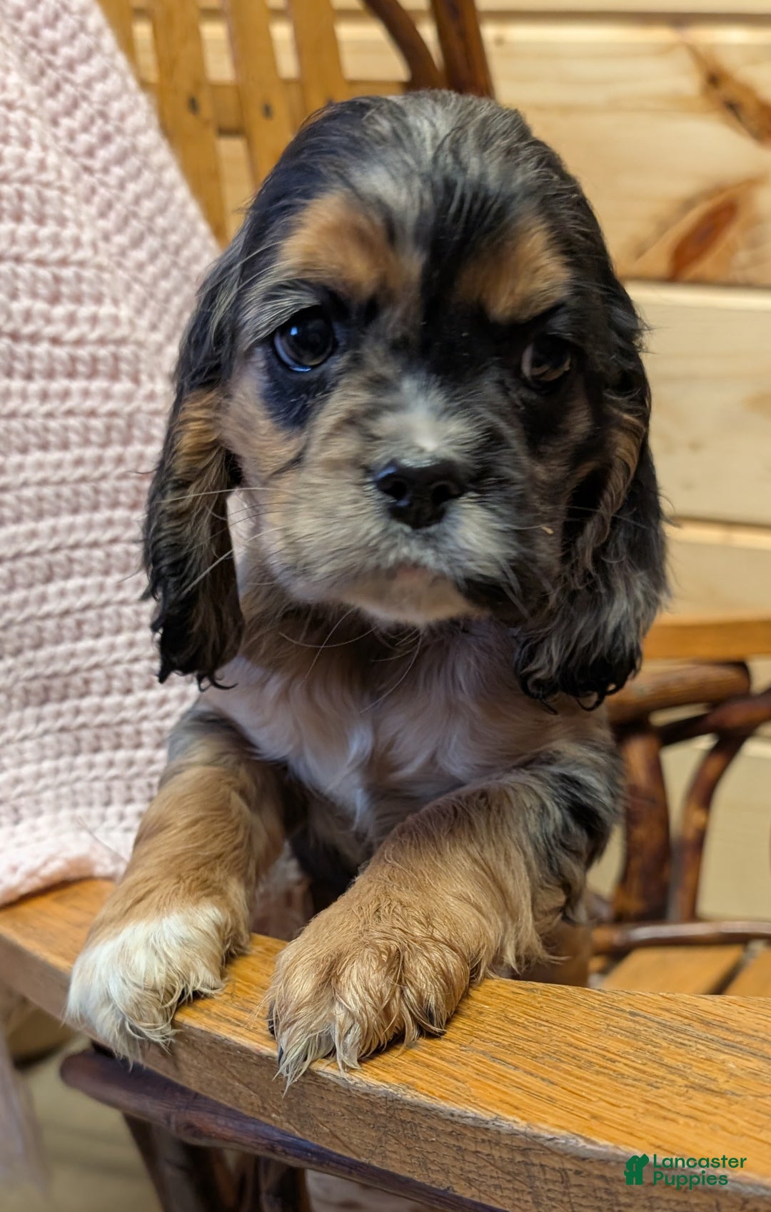Cocker Spaniel dogs for sale: Willow - Ad 1