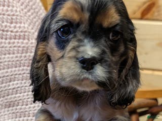 Cocker Spaniel dogs Willow - Ad 37