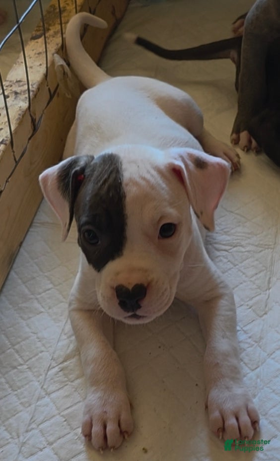 American Pit Bull Terrier dogs American Pit Bull Terrier Puppy 2 - Ad 1