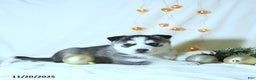 Siberian Husky dogs for sale: Jimbo - Ad 1