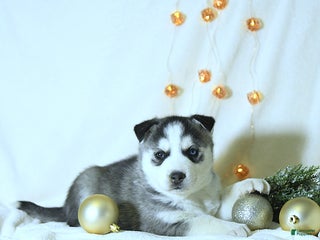 Siberian Husky dogs Jimbo - Ad 34