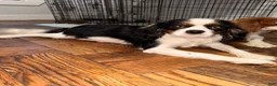 Cavalier King Charles Spaniel dogs for sale: princess - Ad 15