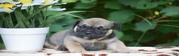 Olde English Bulldogge dogs for sale: Marcus - Ad 3