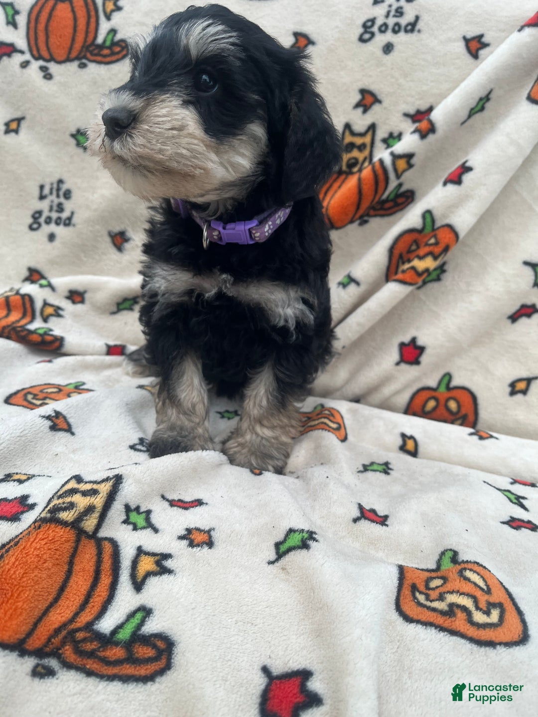 Miniature Schnauzer dogs for sale: Abby - Ad 9