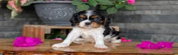 Cavalier King Charles Spaniel dogs for sale: Luna - Ad 11