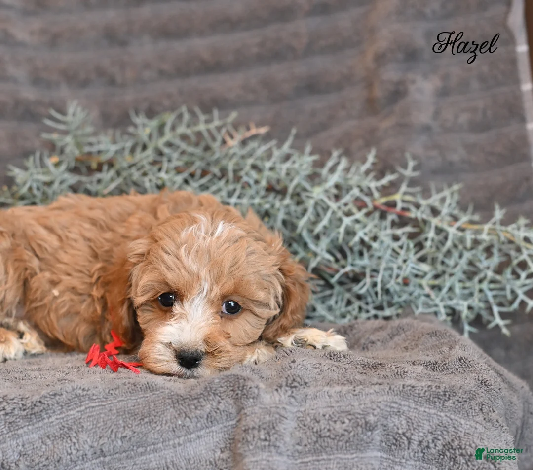 Cockapoo dogs for sale: Hazel - Ad 4