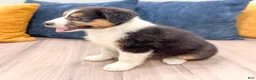 Australian Shepherd dogs for sale: Sophie - Ad 6