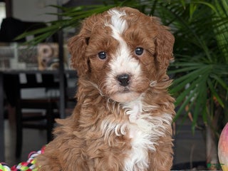 Mini Goldendoodle dogs - Ad 19