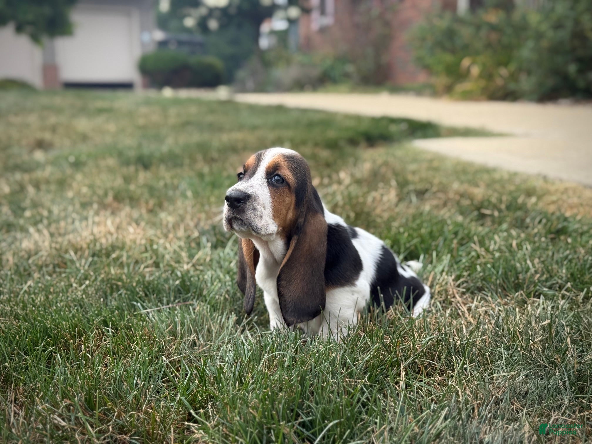 Basset Hound dogs Snoopy - Ad 2