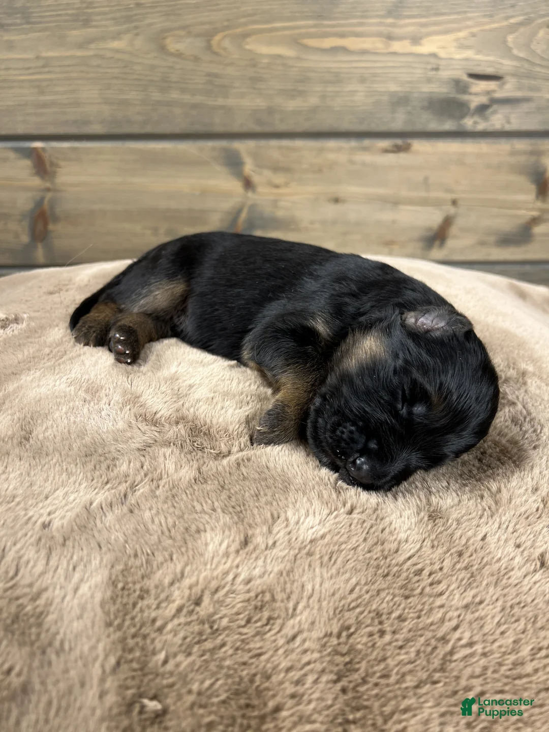 German Shepherd dogs for sale: Captain - Ad 6