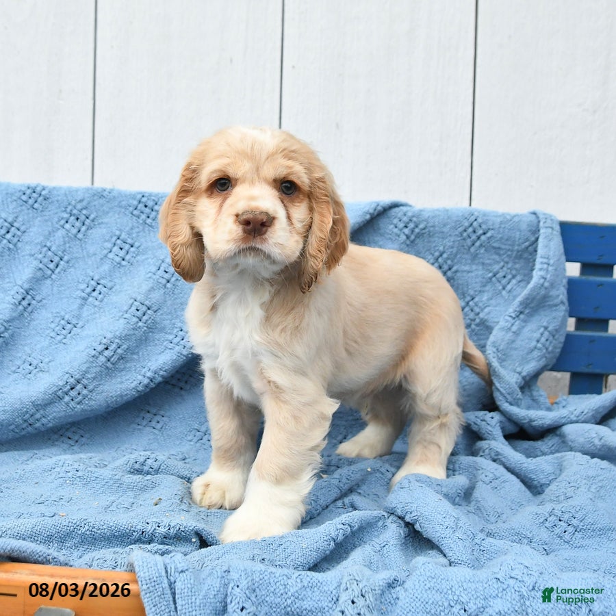 English Cocker Spaniel dogs for sale: Sheldon - Ad 4