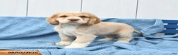 English Cocker Spaniel dogs for sale: Sheldon - Ad 1