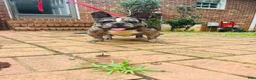 French Bulldog dogs for sale: French Bulldog 1 - Ad 6
