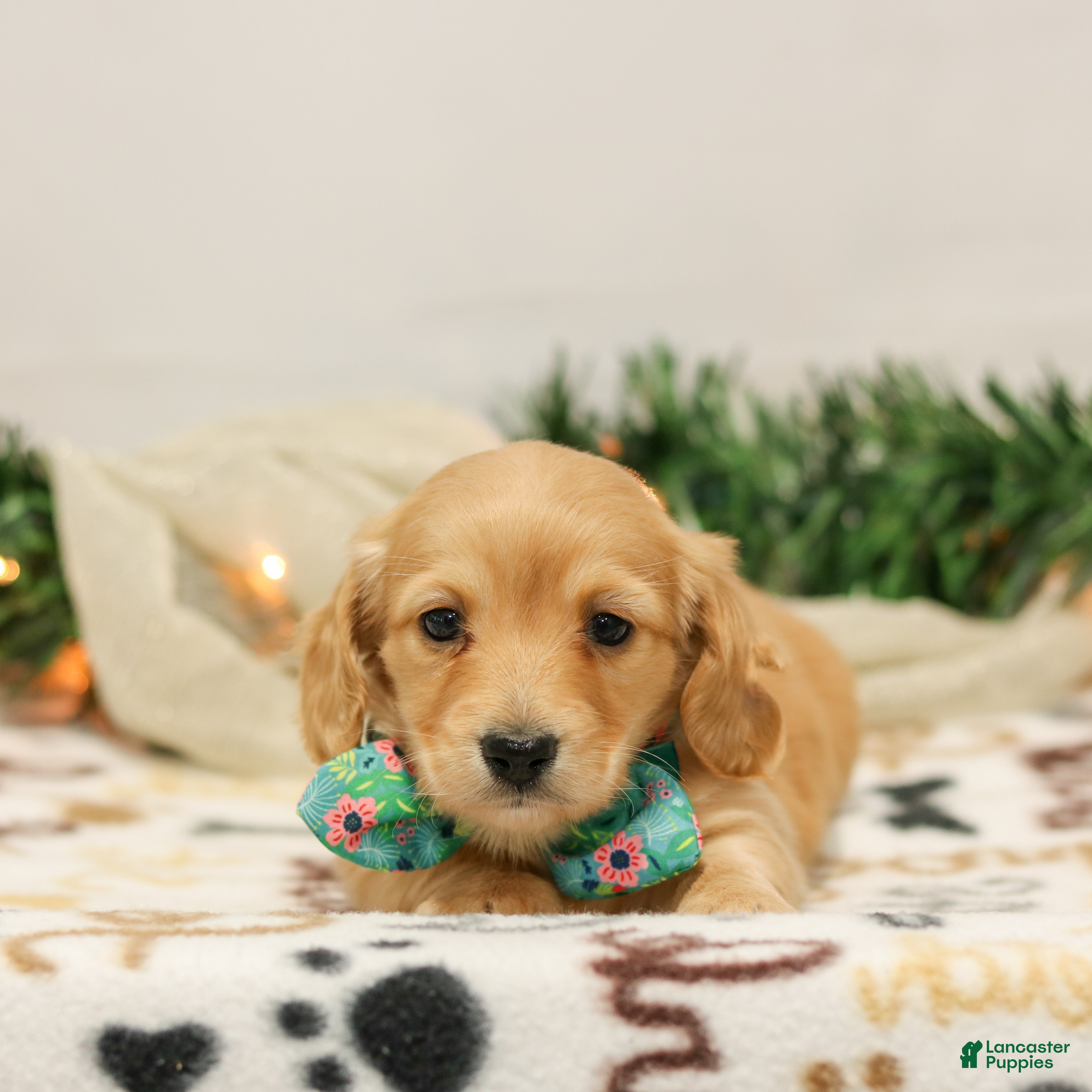 Miniature Dachshund dogs Natalie - Ad 5