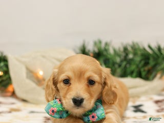 Miniature Dachshund dogs for sale: Natalie - Ad 2