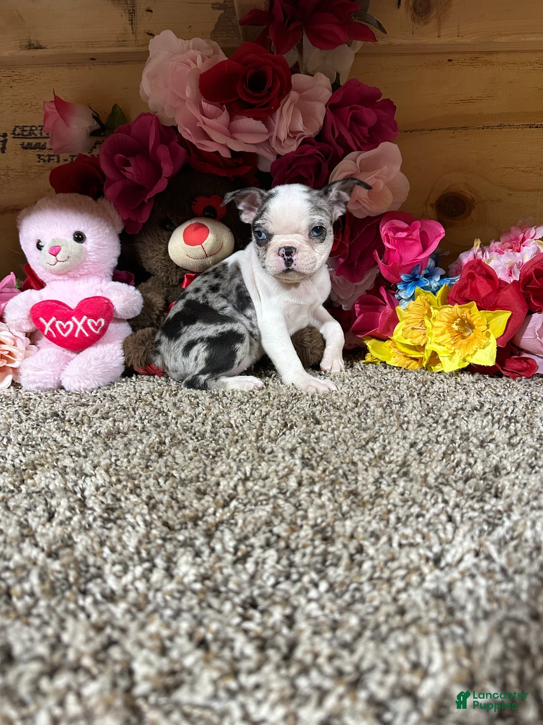 Boston Terrier dogs for sale: Boston Terrier 5 - Ad 1
