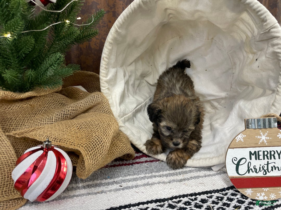 Shihpoo dogs for sale: Camden  - Ad 8