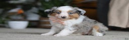 Miniature Australian Shepherd dogs for sale: Mia - Ad 2