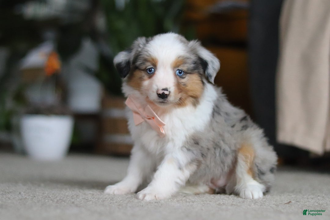 Miniature Australian Shepherd dogs for sale: Mia - Ad 2