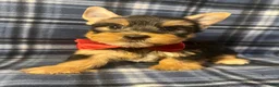 Yorkshire Terrier dogs for sale: Yorkshire Terrier 2 - Ad 1