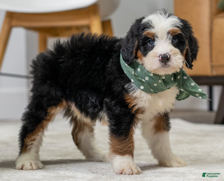 Mini Bernedoodle dogs Roscoe - Ad 1