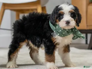Mini Bernedoodle dogs for sale: Roscoe - Ad 1